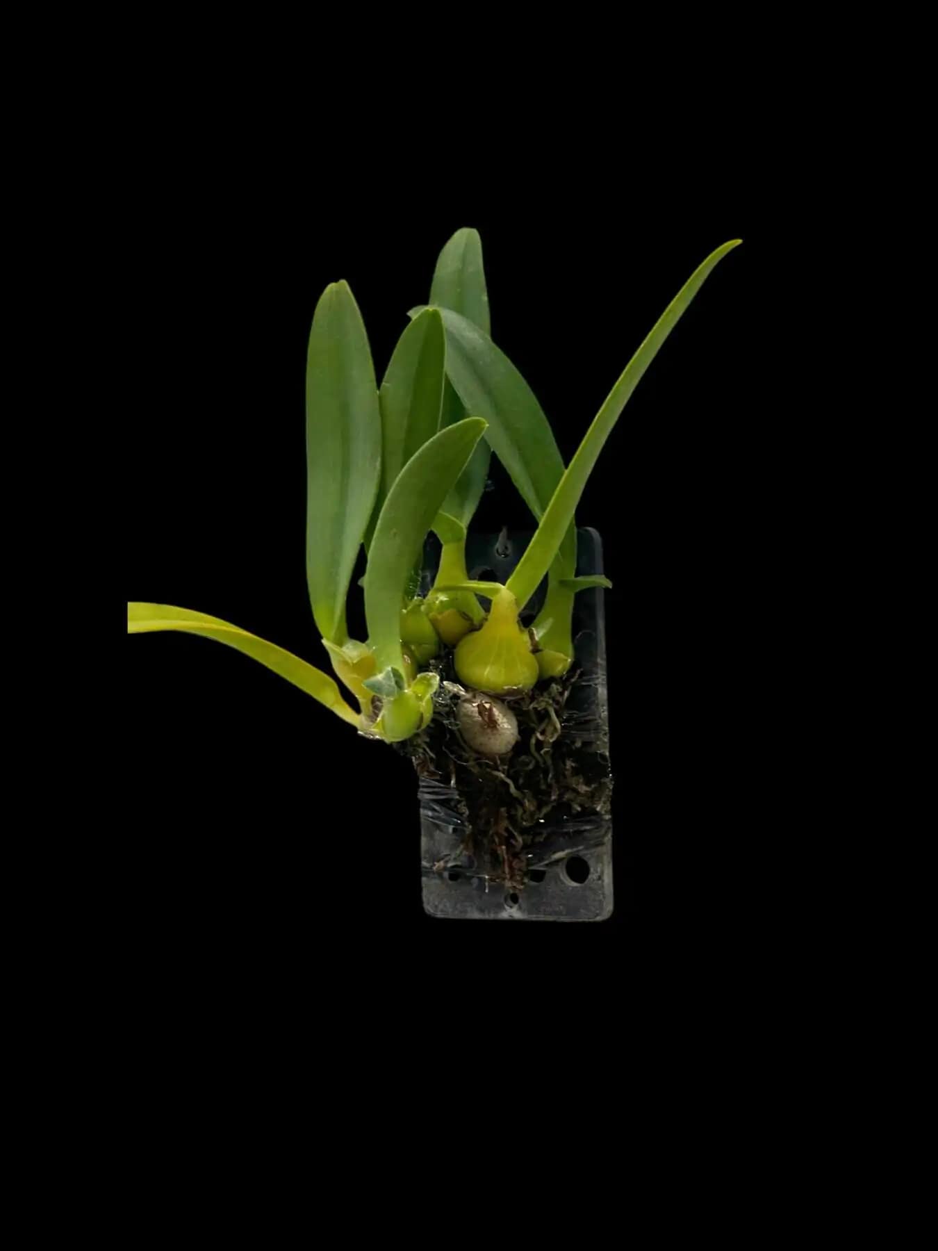 Thelasis pygmaea - thelasis pygmaea