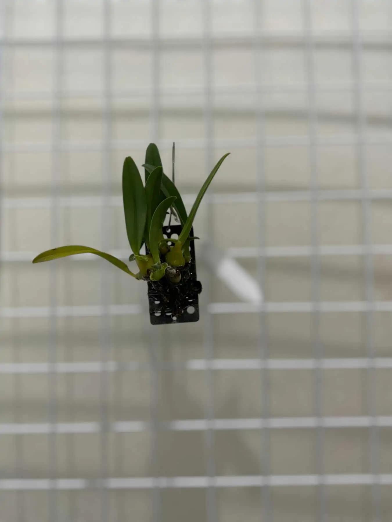 Thelasis pygmaea - thelasis pygmaea