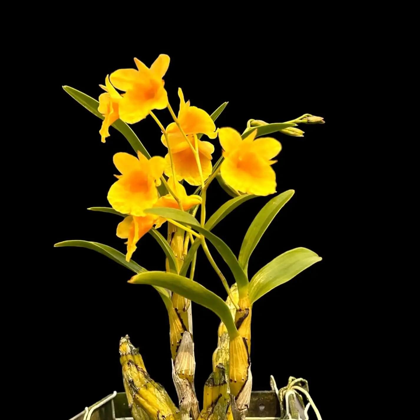 Dendrobium capillipes - Dendrobium capillipes