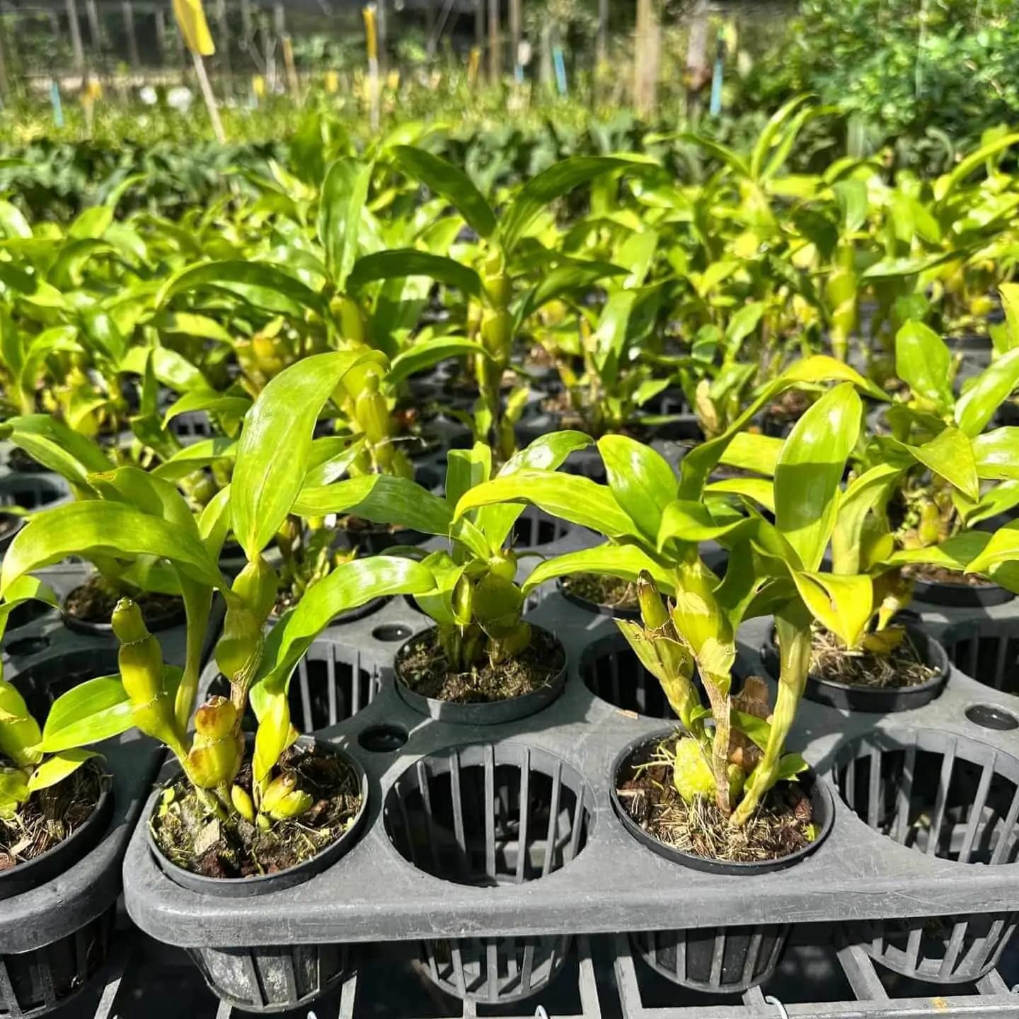 Dendrobium sulcatum