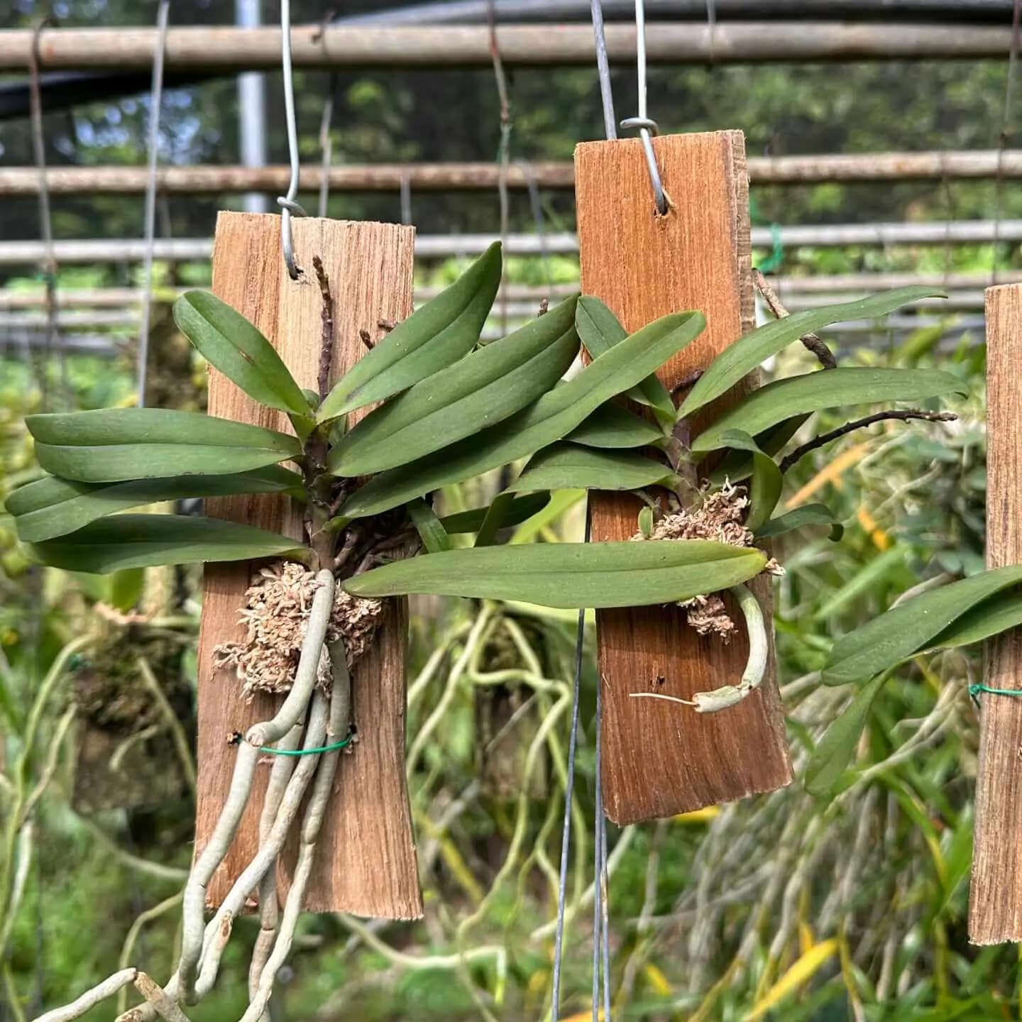 Pomatocalpa angustifolia - Image 3