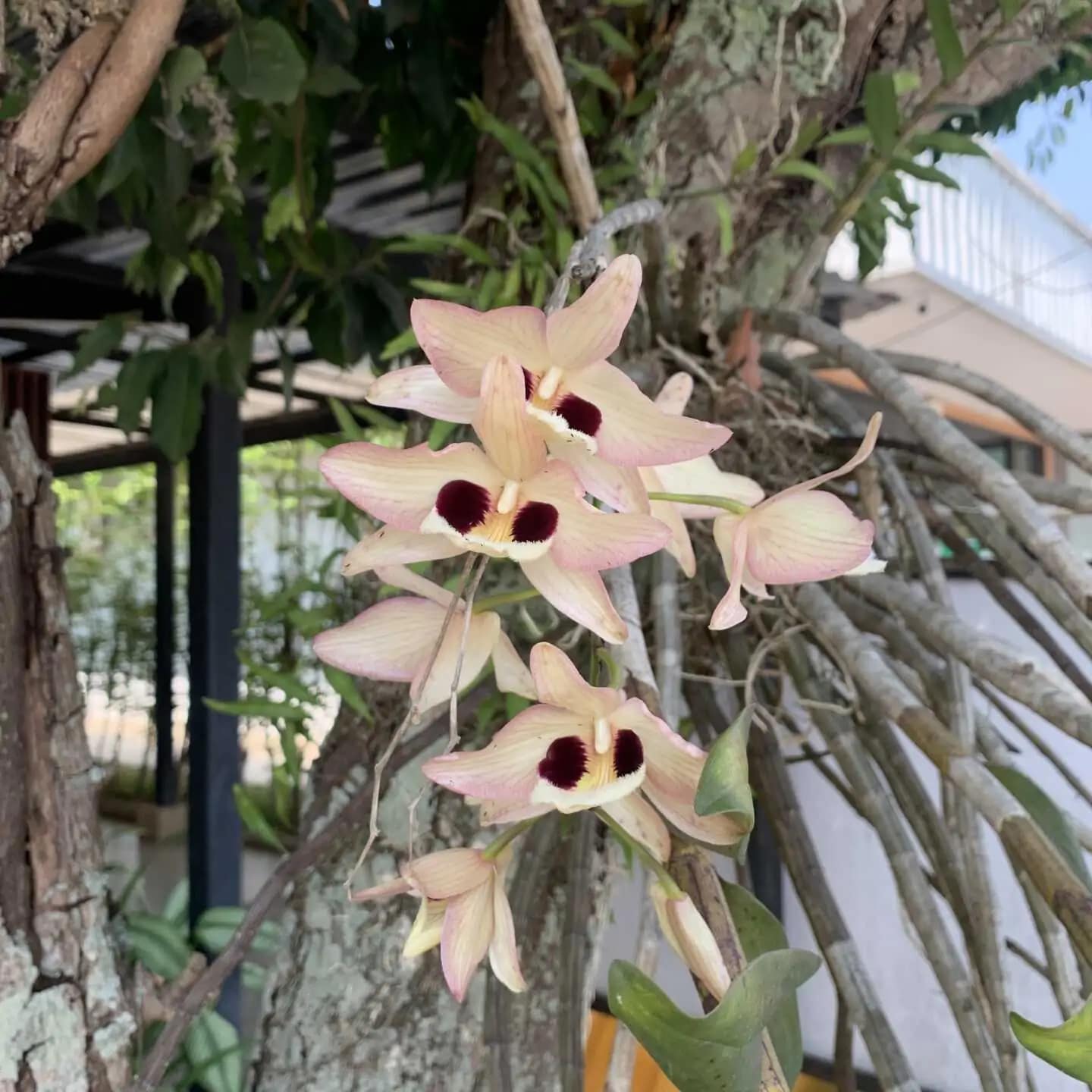Dendrobium pulchellum - Dendrobium pulchellum