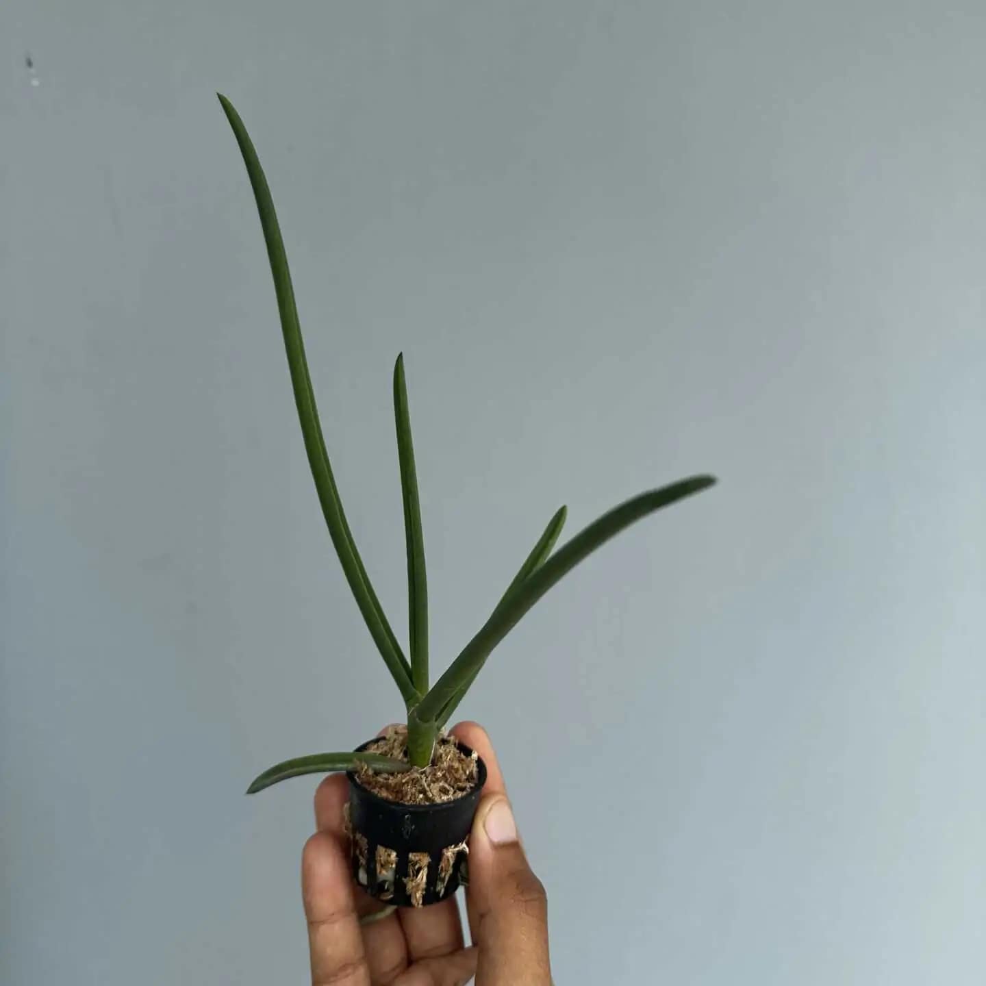 Paraphalaenopsis serpentilingua - Image 2