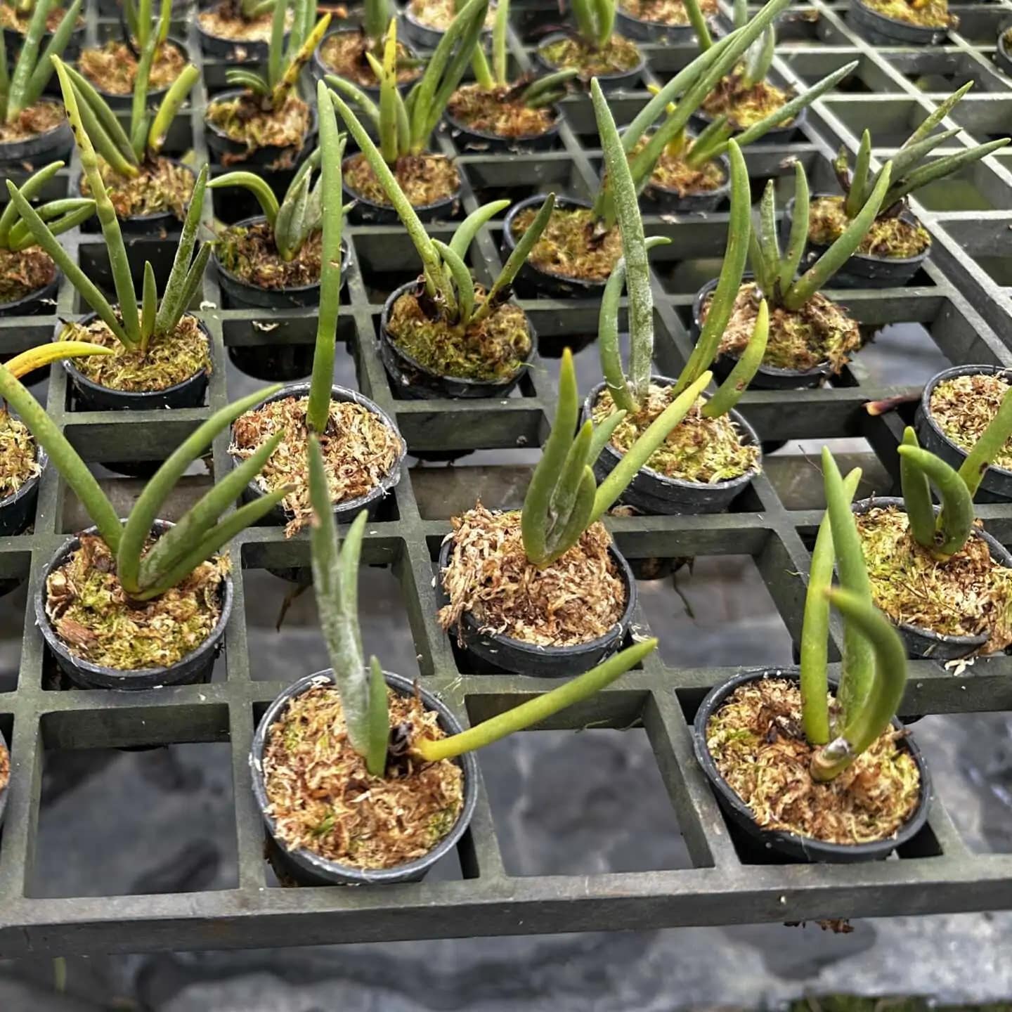 Eria pannea - Eria pannea