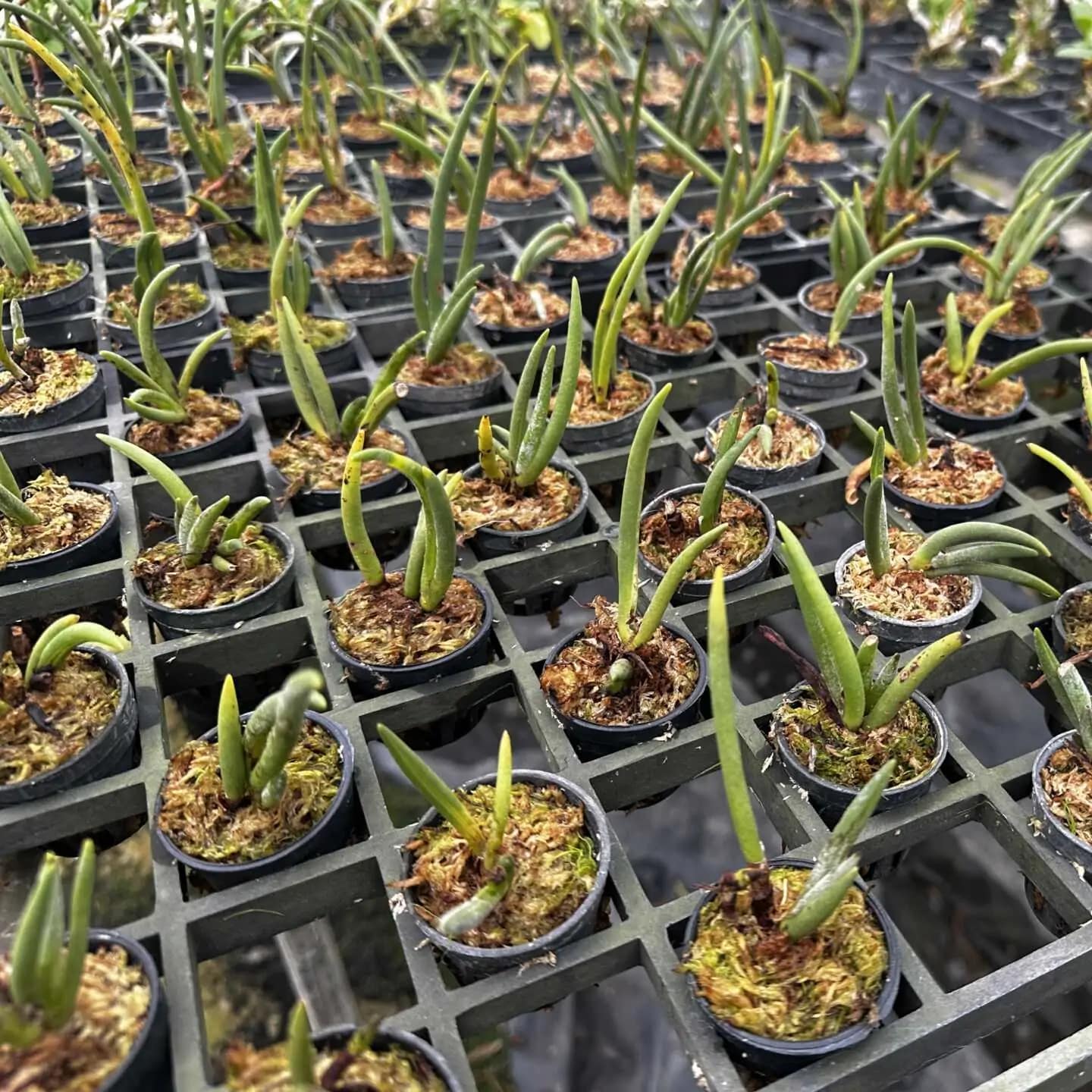 Eria pannea - Eria pannea