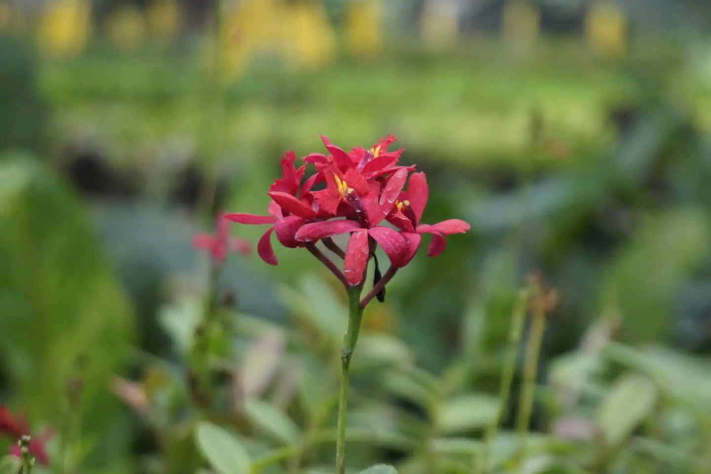 Epidendrum Hybrids Red - Epidendrum Hybrids Red