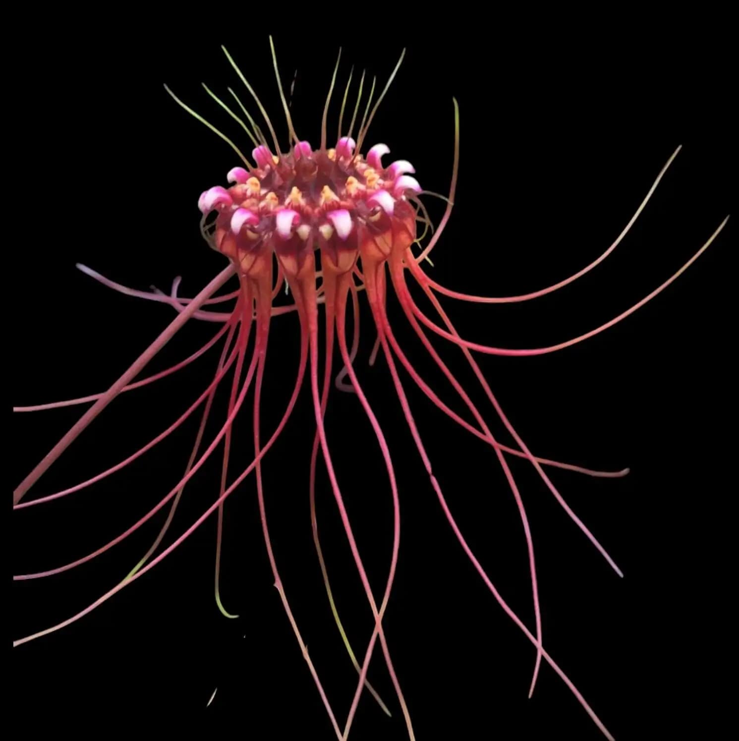Bulbophyllum gracillimum - Bulbophyllum gracillimum