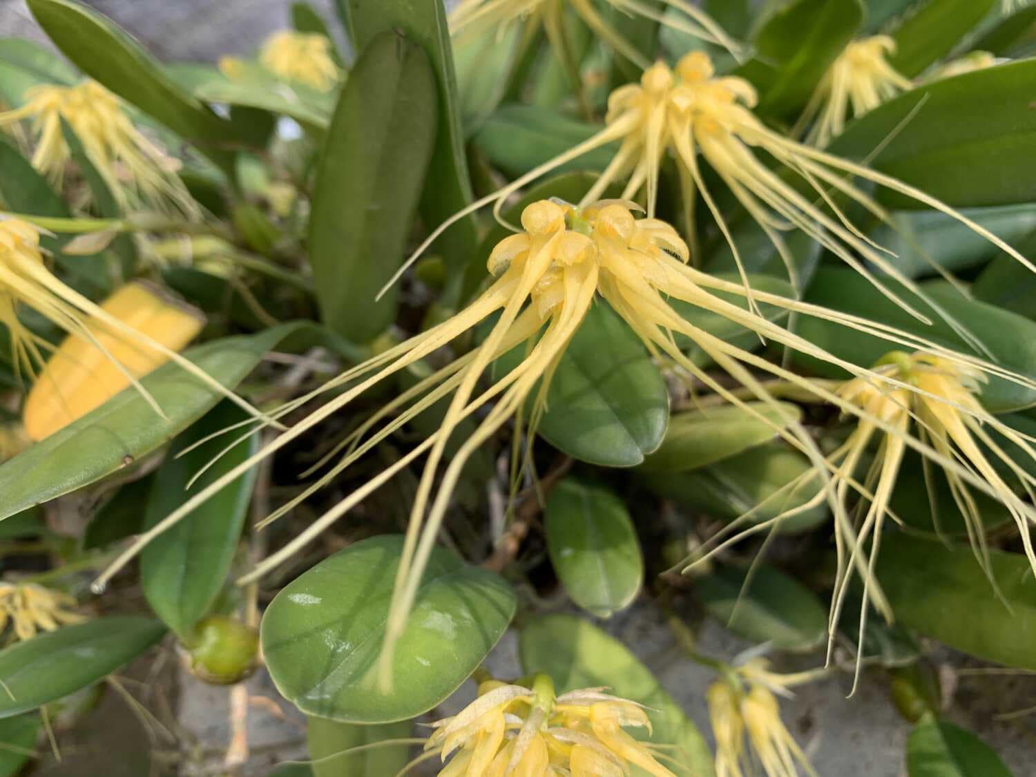 Bulbophyllum verginatum - Bulbophyllum verginatum blooming size orchid with yellow green flowers