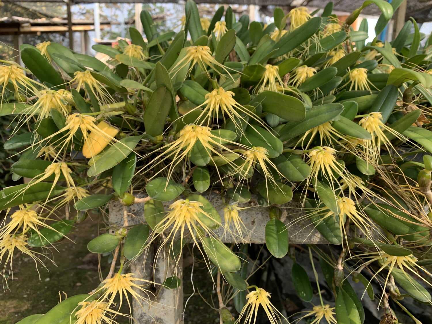 Bulbophyllum verginatum - Bulbophyllum verginatum blooming size orchid with yellow green flowers