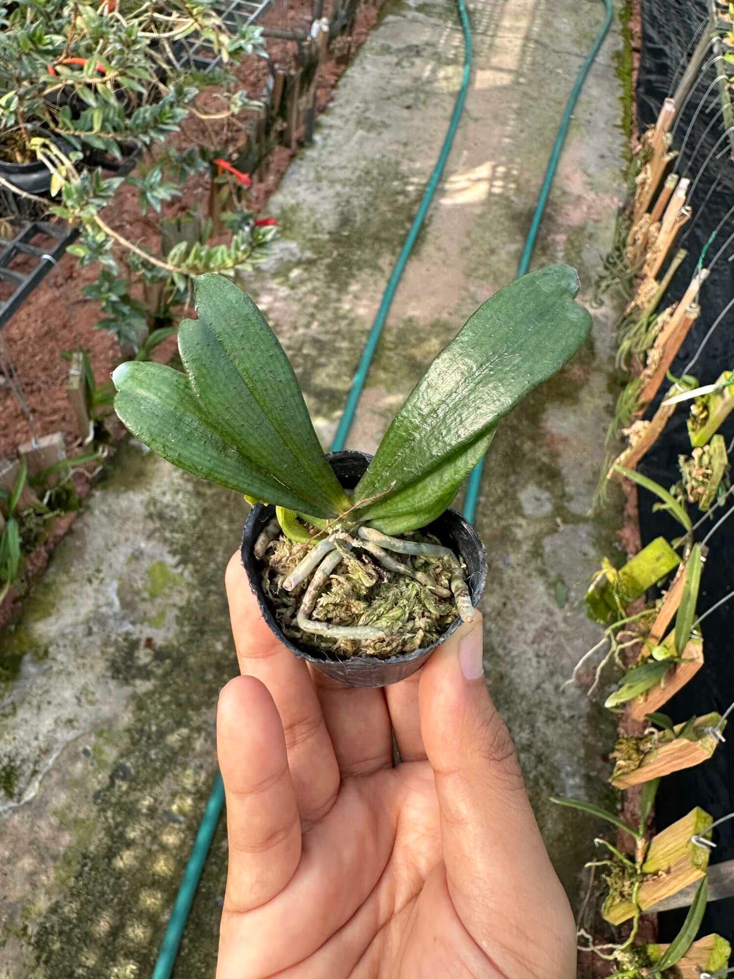 Aerangis biloba - Aerangis biloba miniature orchid small size plant with compact green leaves