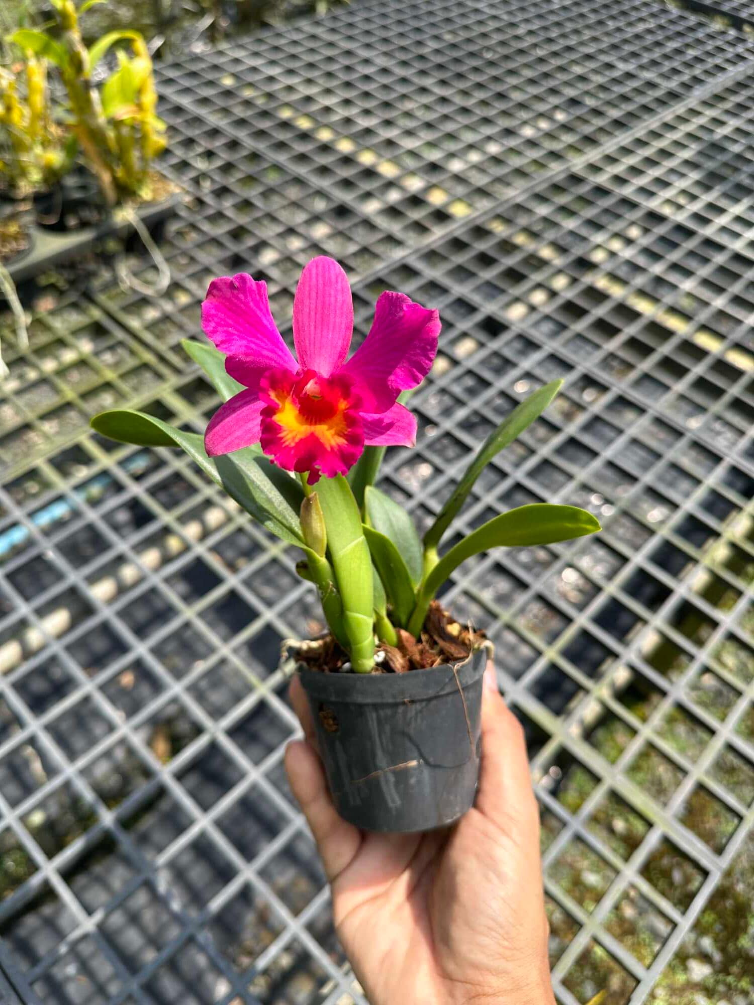 Cattleya Pink-Red Hybrid