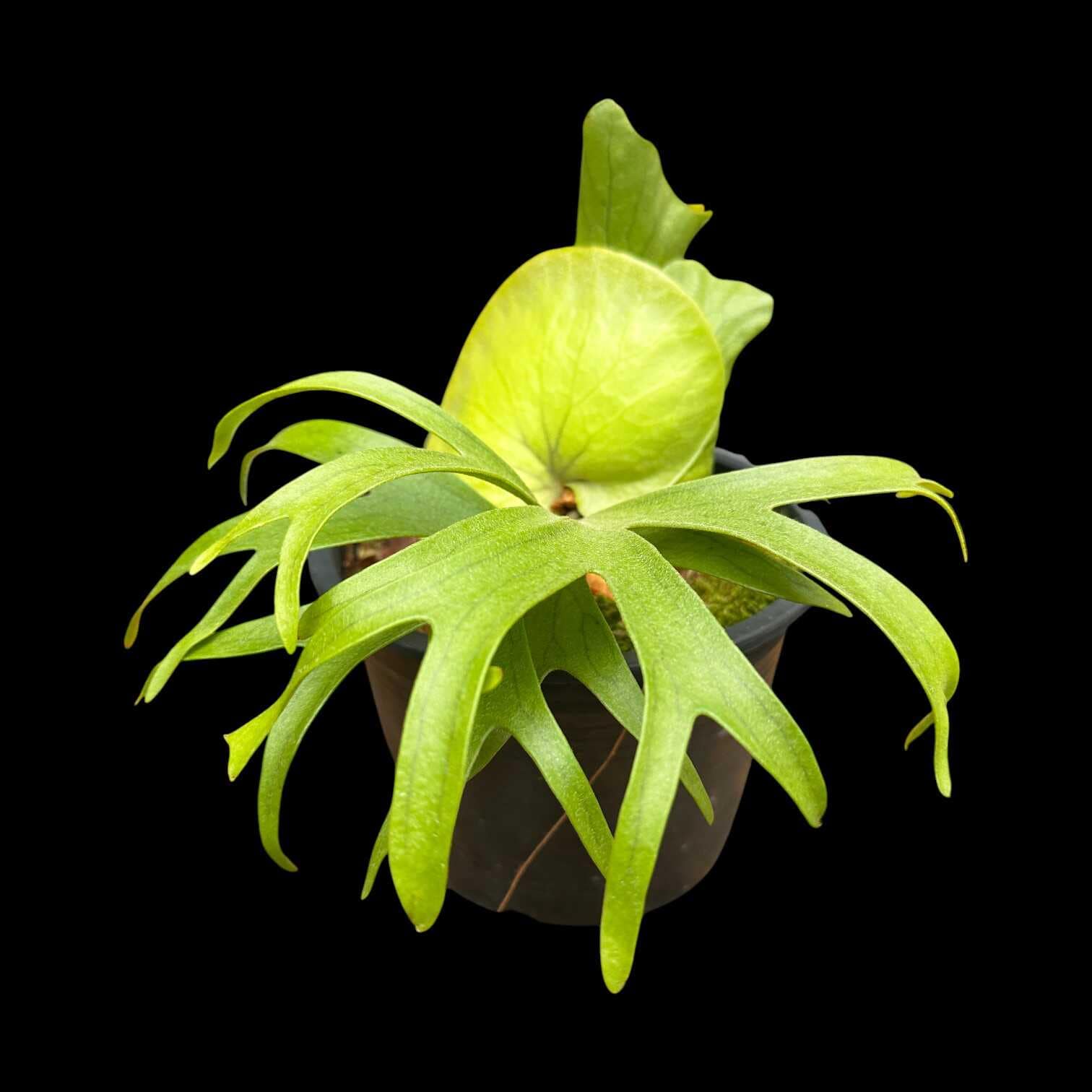 Platycerium coronarium Dwarf (Philippine) - Image 3