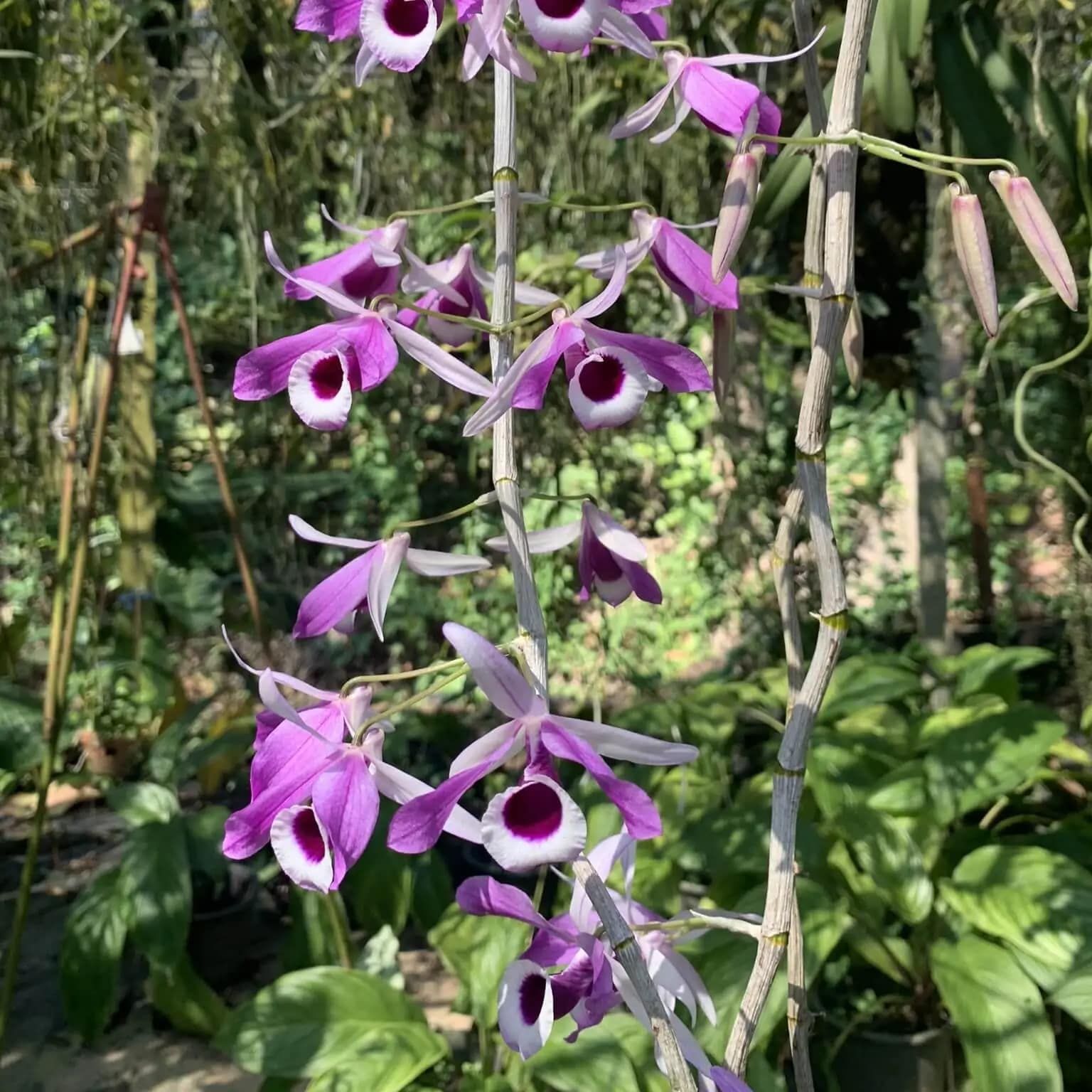 Dendrobium lituiflorum - Dendrobium lituiflorum