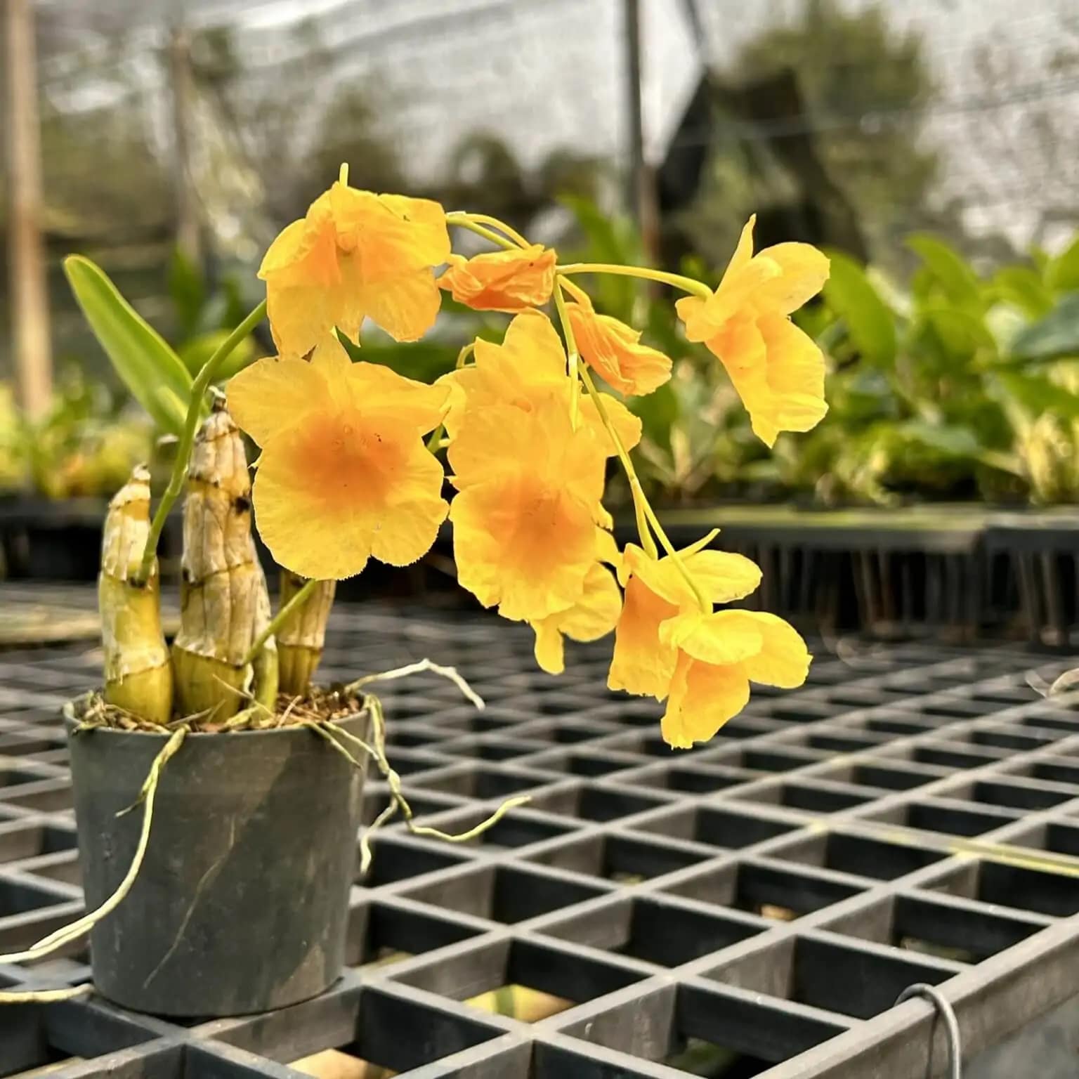 Dendrobium capillipes - dendrobium capillipes