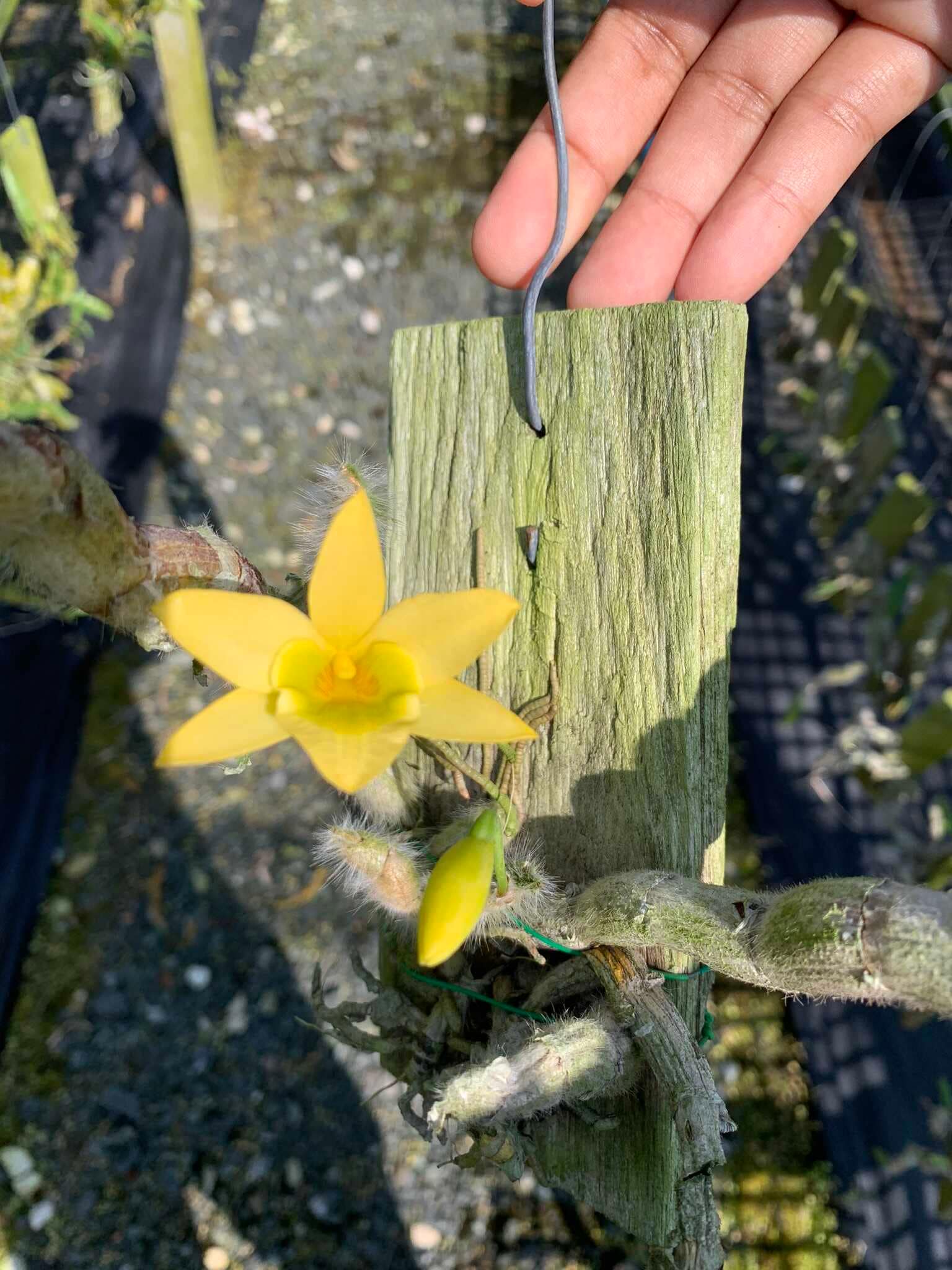 Dendrobium senile
