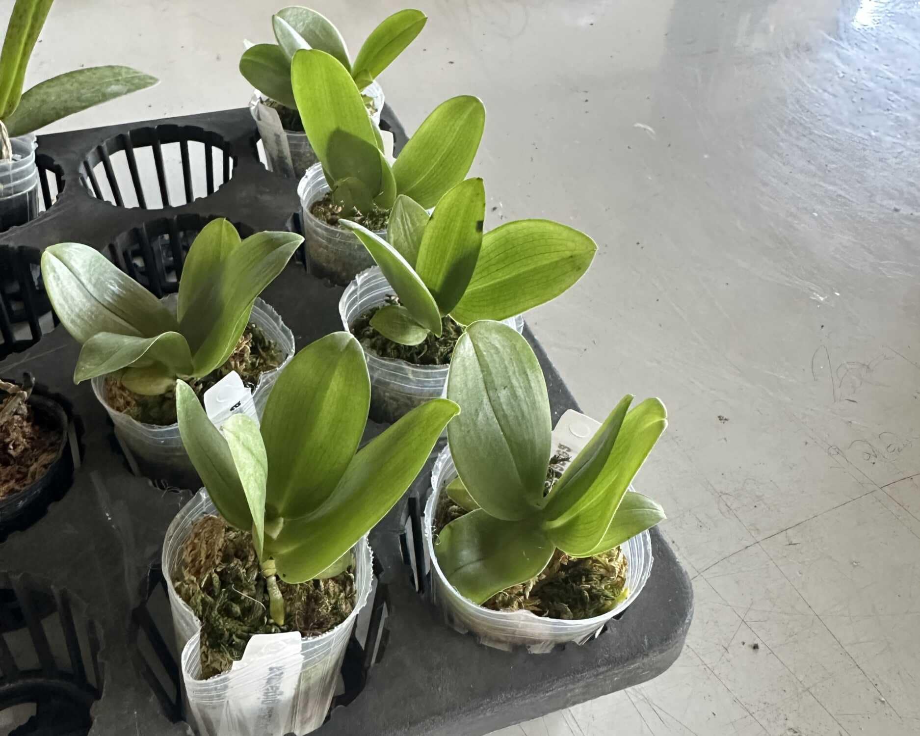 Phalaenopsis gigantea - Image 3