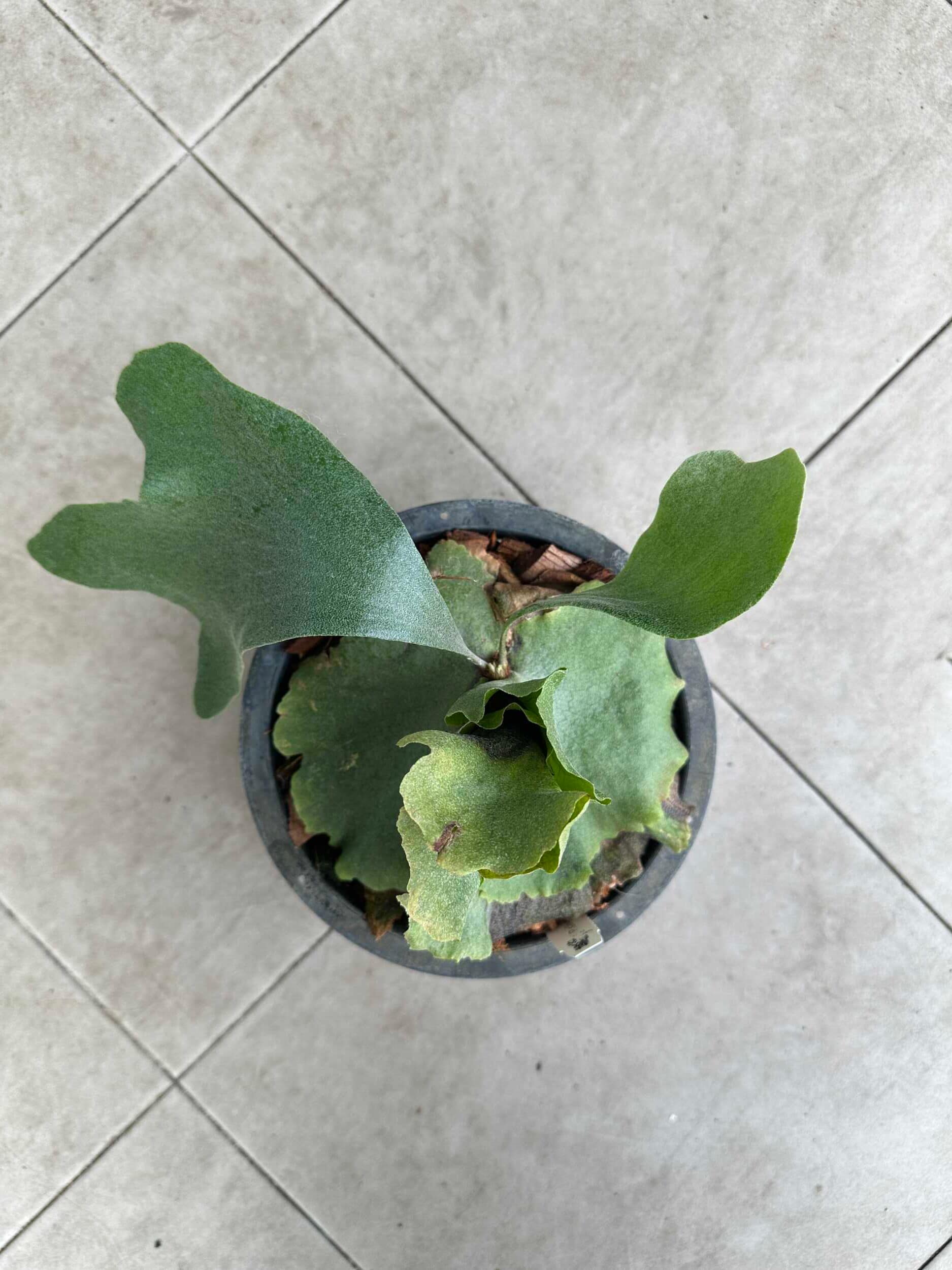 Platycerium Silver Velvet