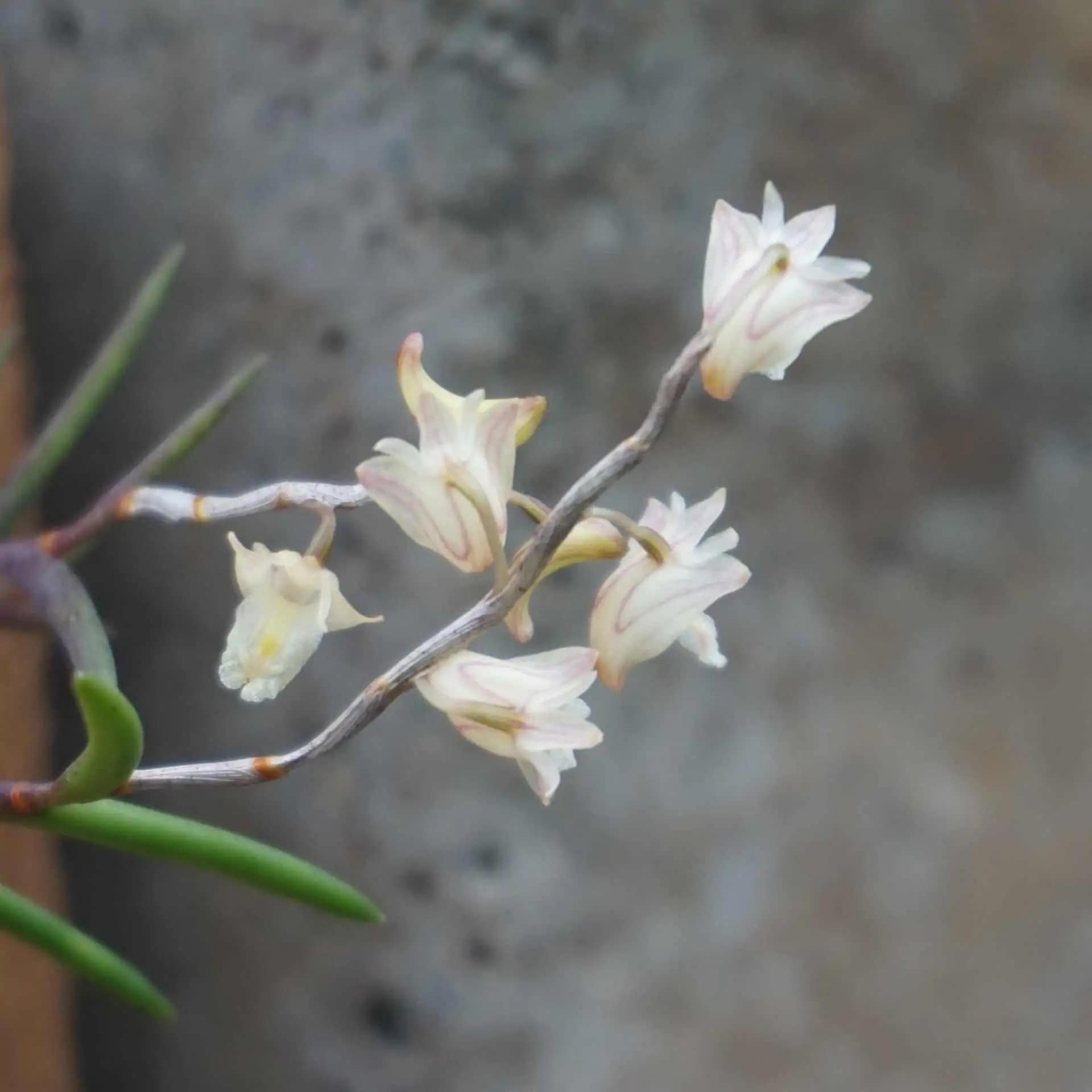 Dendrobium acerosum