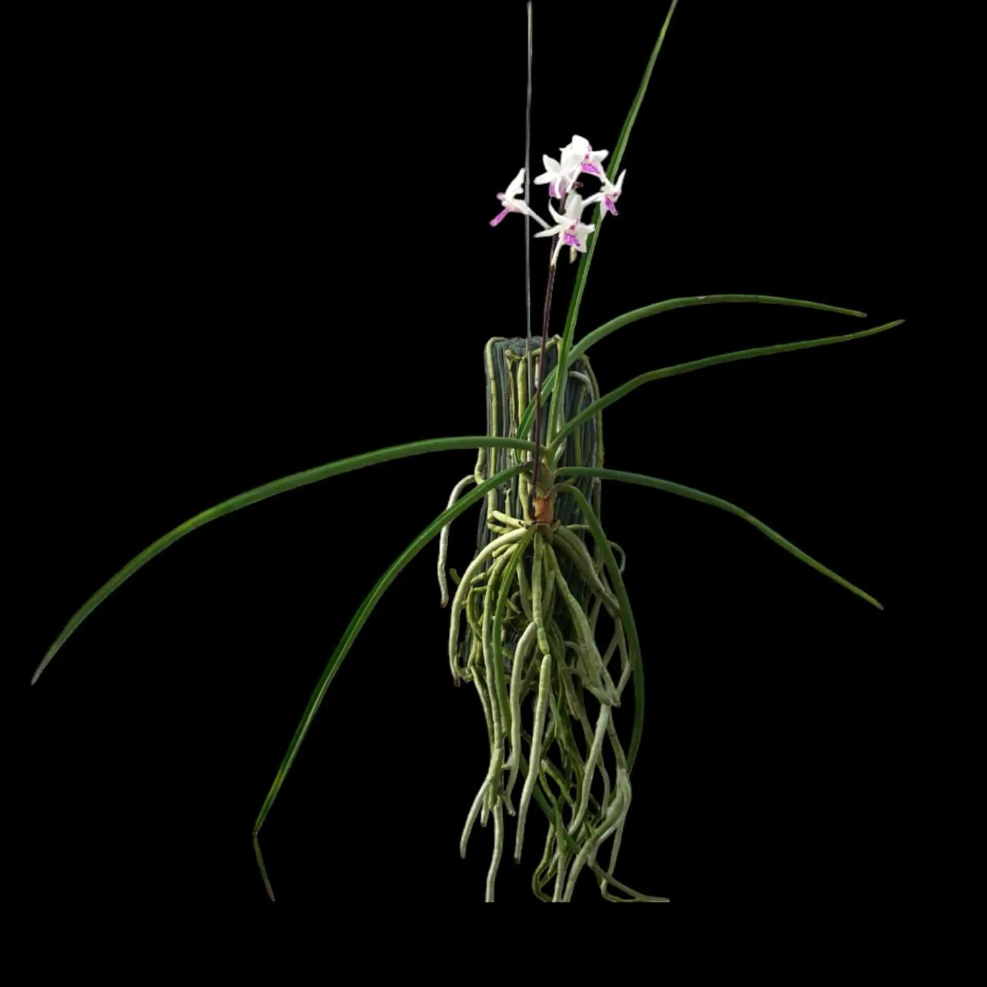 Holcoglossum amesianum x Seidenfadenia mitrata (Holcoglossum Hybrids) - Holcoglossum amesianum x Seidenfadenia mitrata