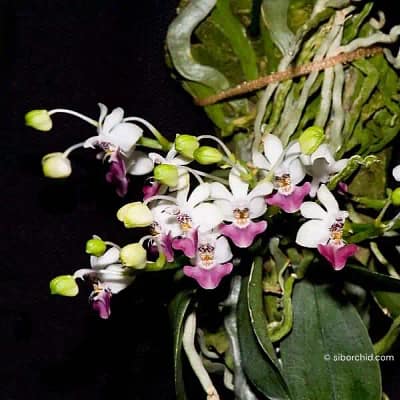 Phalaenopsis parishii siborchid