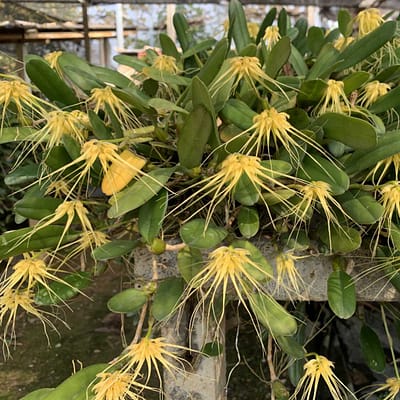 Understanding Orchid Blooming Cycles -Why Orchids Don’t Flower at the Same Time - Orchid Care & Growing Guides Bulbophyllum verginatum blooming size orchid with yellow green flowers