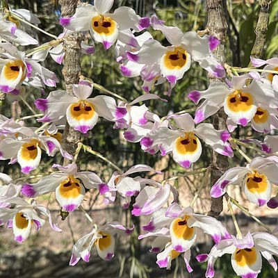 Dendrobium wardianum – Complete Care Guide, Natural Habitat, and Growing Tips - Orchid Care & Growing Guides Dendrobium wardianum care