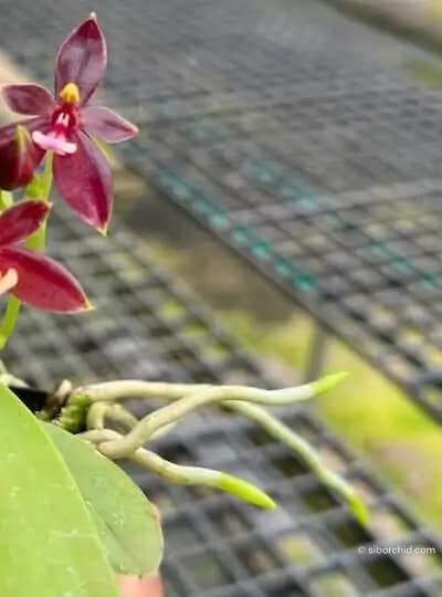 phalaenopsis cornu-cervi red
