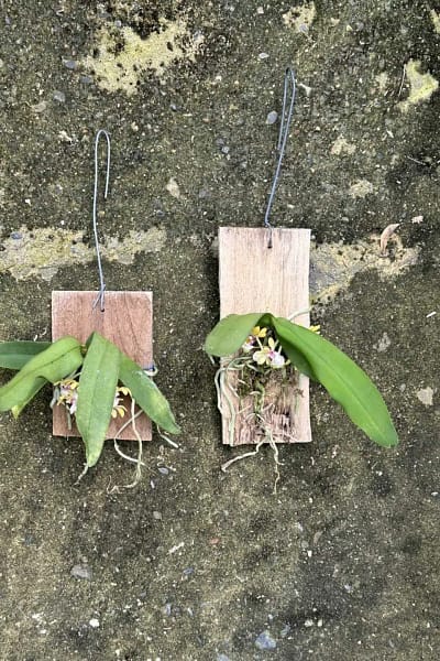 gastrochilus obliquus