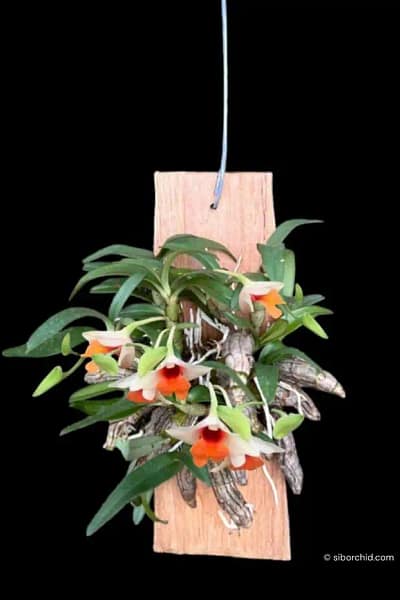 : Dendrobium bellatulum large