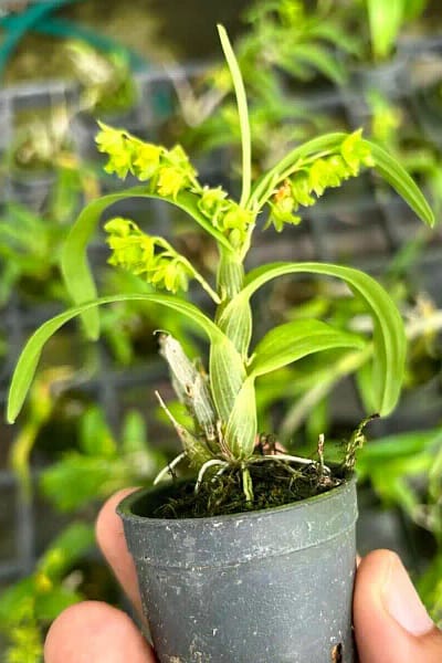 Dendrobium kratense siborchid