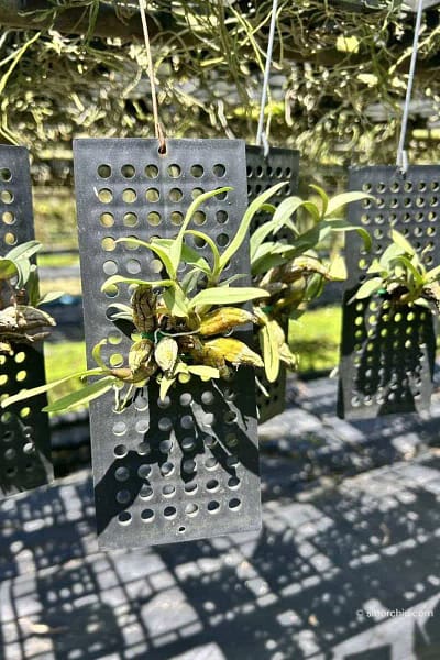 Dendrobium bellatulum for sale