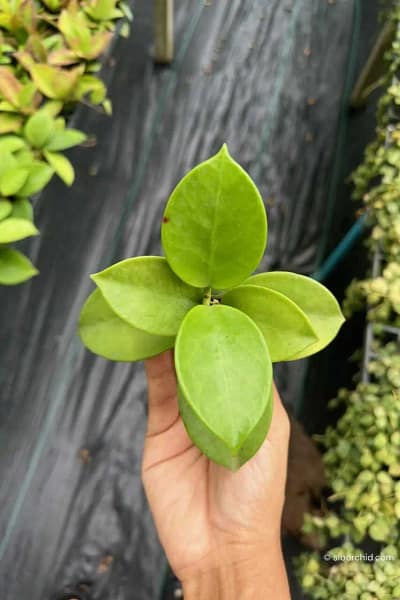 Hoya verticillata