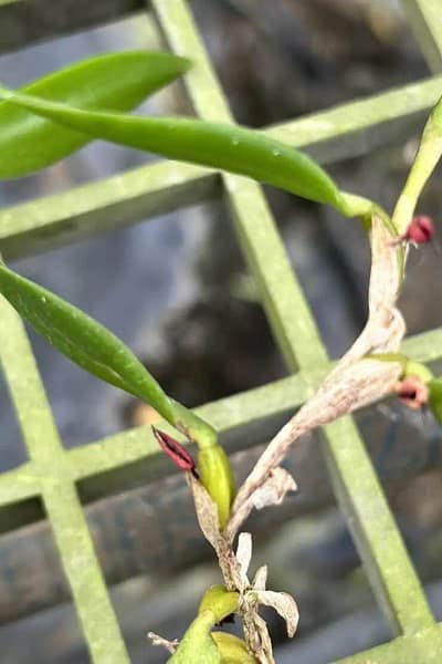 Bulbophyllum haniffii