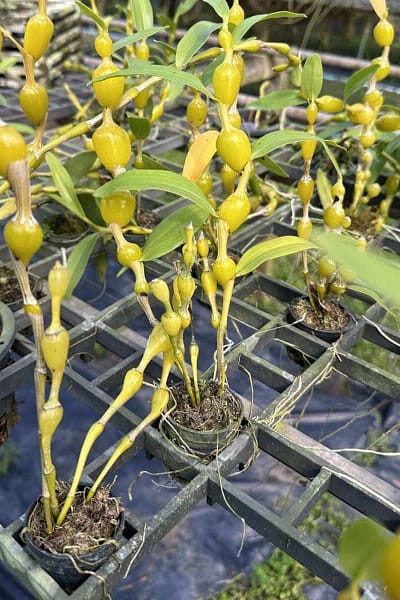 Dendrobium findlayanum