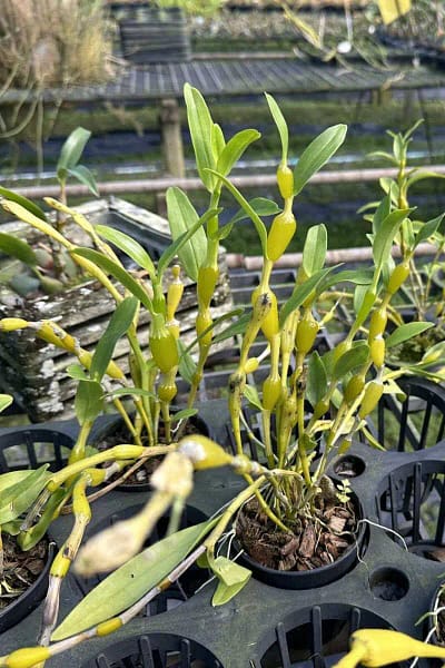 Dendrobium findlayanum