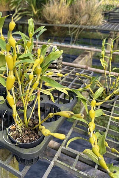 Dendrobium findlayanum