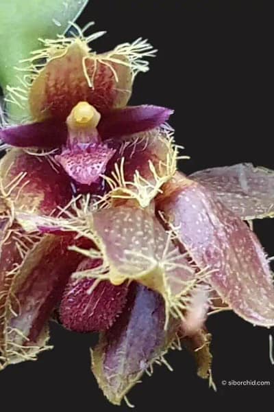 Bulbophyllum dayanum for sale