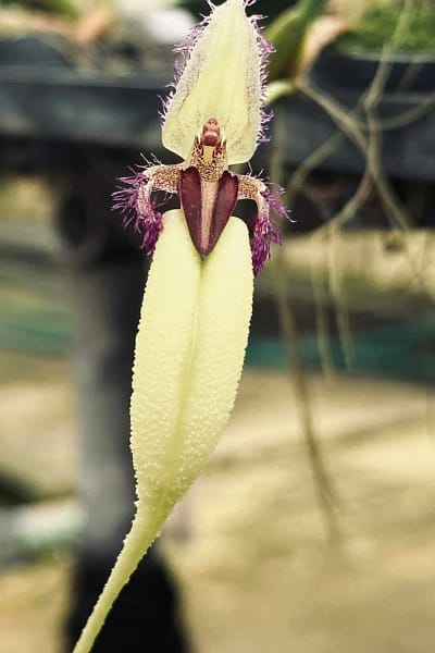 Bulbophyllum fascinator semi alba