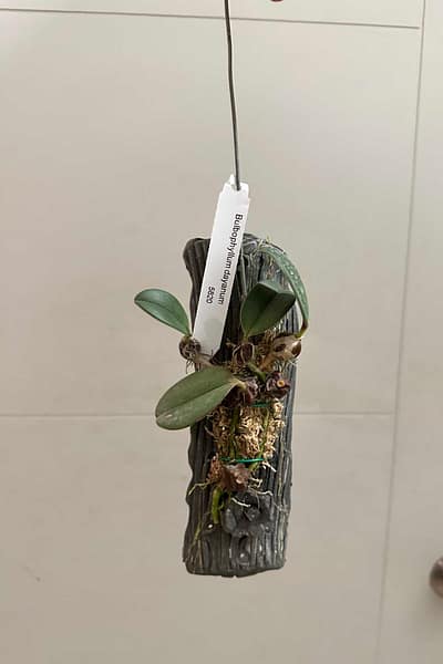 Bulbophyllum dayanum for sale (1)