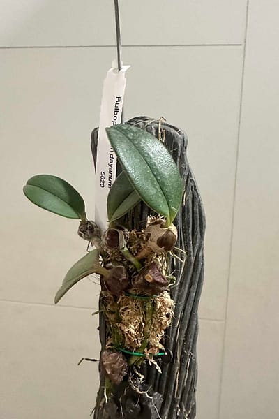 Bulbophyllum dayanum for sale (1)