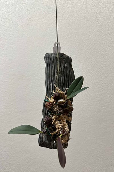 Bulbophyllum dayanum for sale (1)
