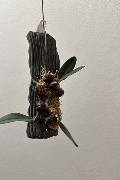 Bulbophyllum dayanum for sale