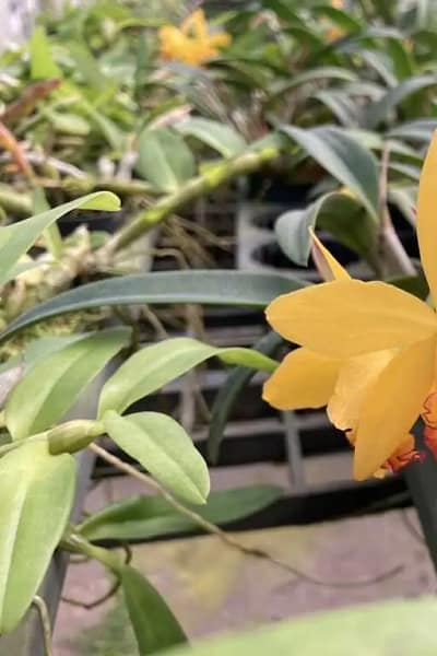 cattleya-yellow-doll/