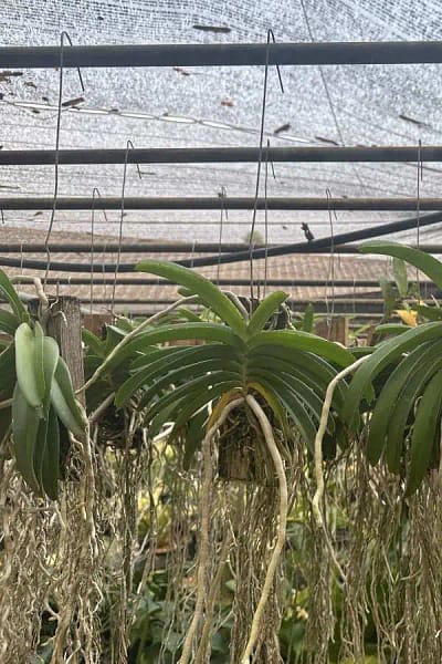 Rhynchostylis coelestis var. pinkÂ