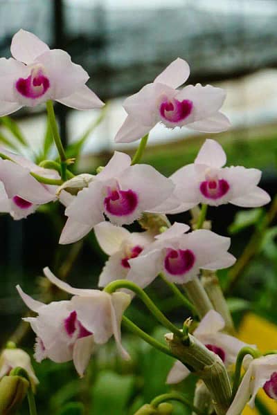 Dendrobium parishii var.semi-alba Red wine