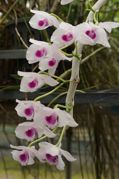 Dendrobium parishii var.semi-alba Red wine