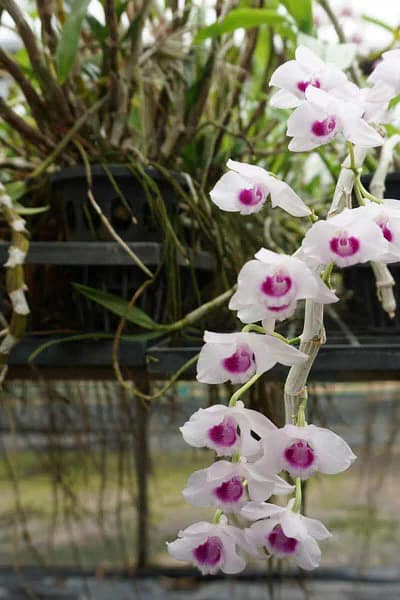 Dendrobium parishii var.semi-alba Red wine