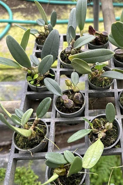 bulbophyllum-frostii-species-orchid