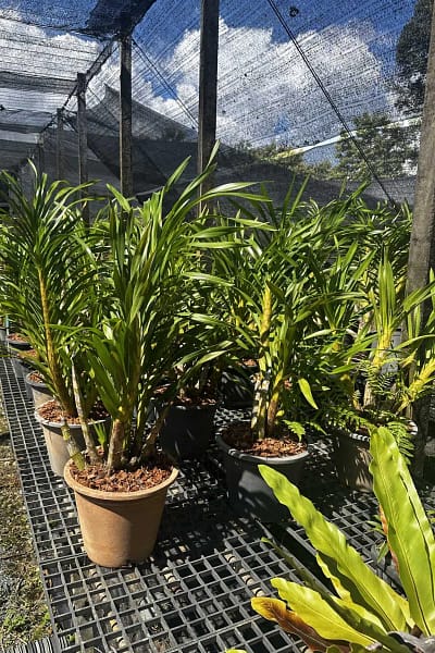 grammatophyllum speciosum