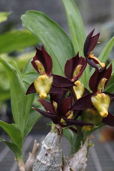 catasetum-tenebrosum